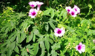 Công dụng của cây tầm sét chữa bệnh tê thấp