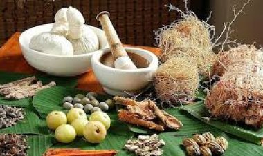 Thuốc nam hỗ trợ  phòng trị sốt xuất huyết