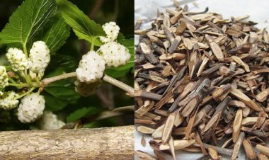 Bài thuốc phòng trị viêm phế quản mùa thu - đông