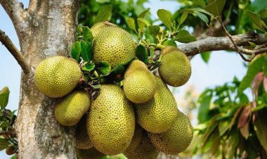 Mít xanh trị tiểu đường, giảm tác dụng phụ hóa trị ung thư