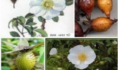 Thích lê tử: Bổ thận, ích tinh