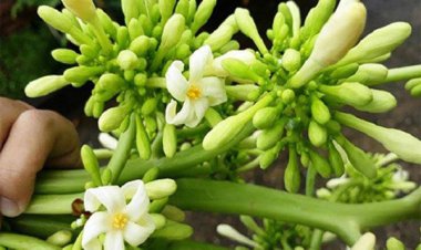 Loại hoa một thời khiến người nông dân "thở dài" hóa ra lại là dược liệu quý trong Đông y