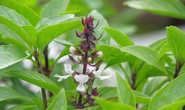 Húng quế không chỉ là rau mà còn là thuốc quý của Đông y