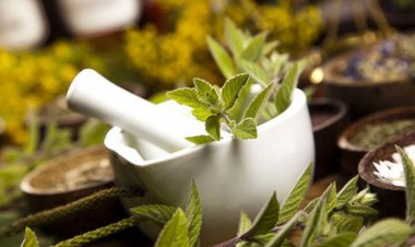 Những loại cây quen thuộc hỗ trợ phòng trị bệnh sốt xuất huyết hiệu quả