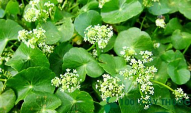 Công dụng chữa bệnh và làm đẹp da tuyệt vời từ rau má