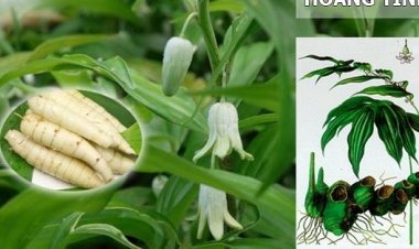 Thục hoàng kiện tỳ vị, nhuận phế