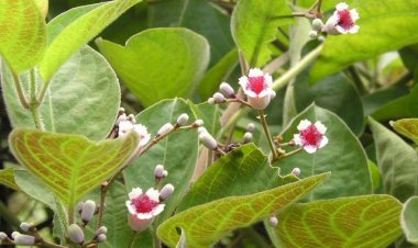 Nhà nào cũng nên trồng cây này tại nhà vì tác dụng chữa bệnh bất ngờ của nó