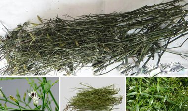 Loài cây trị các bệnh đường hô hấp rất hiệu quả nhưng ít người biết đến