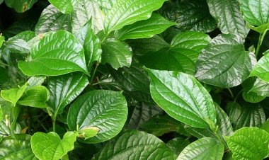 Bài thuốc chữa đau lưng thần kì từ những loại cây dễ tìm