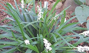 Dược liệu hóa đờm trong y học cổ truyền