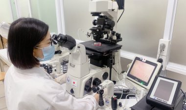 Tạo tế bào chức năng gan từ tế bào gốc của người và chuột