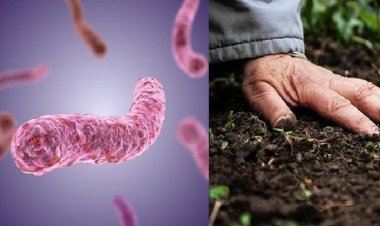 Bộ Y tế khuyến cáo người dân chủ động phòng chống bệnh Whitmore