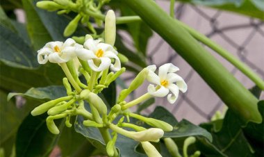 Hoa đu đủ đực: Dược liệu quý rất tốt cho sức khỏe