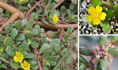 Những lợi ích của rau sam đối với sức khỏe