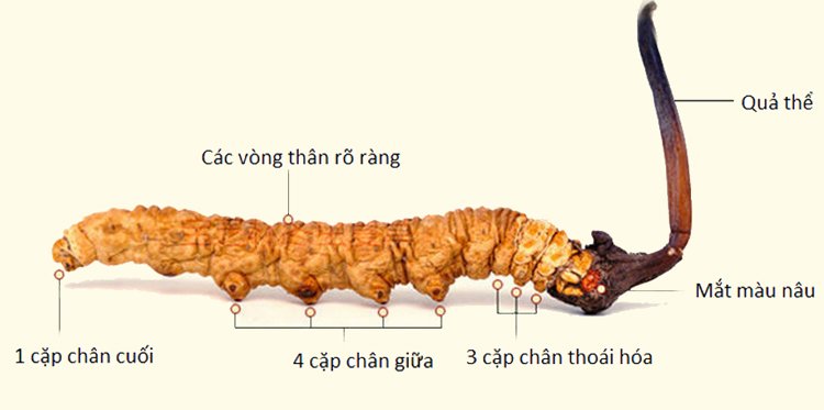 Nấm đông trùng hạ thảo Cordyceps sinensis với các đặc điểm nhận dạng