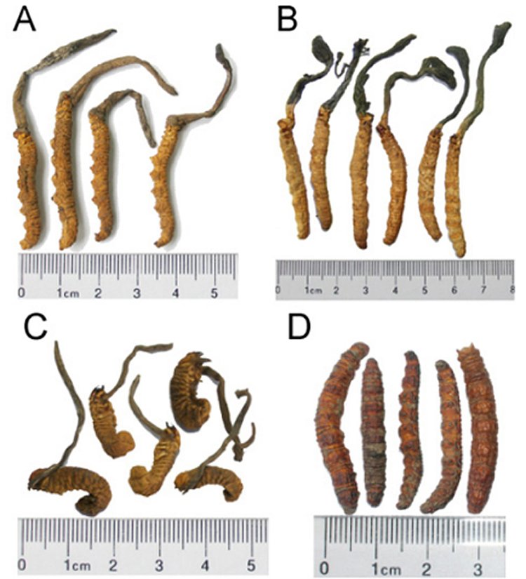 Đông trùng hạ thảo Cordyceps sinensis và các loài dùng giả mạo.