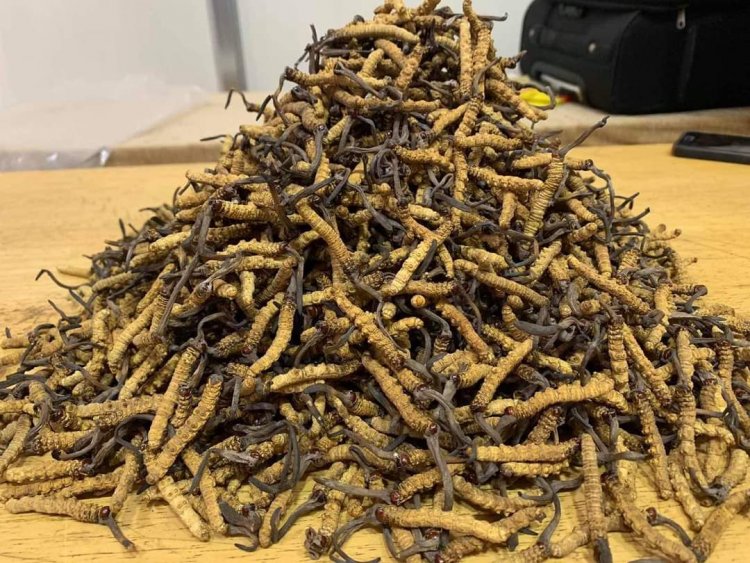 Thật giả nấm đông trùng hạ thảo Cordyceps sinensis