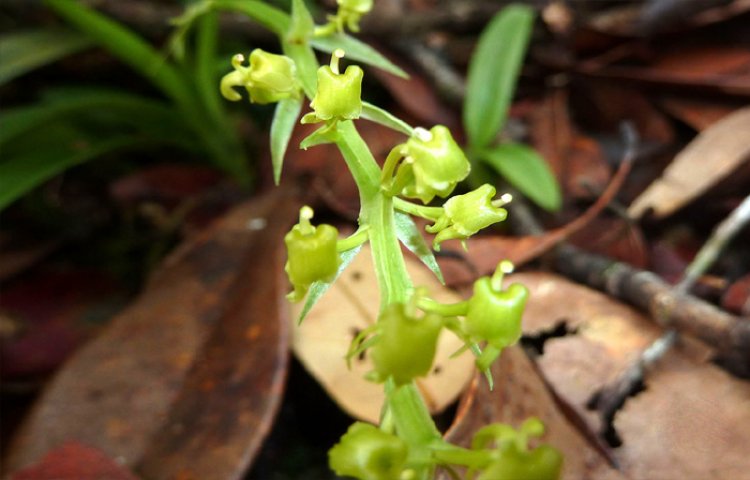 Lan tai dê hòn bà - Liparis honbaensis - Ảnh: Trương Bá Vương