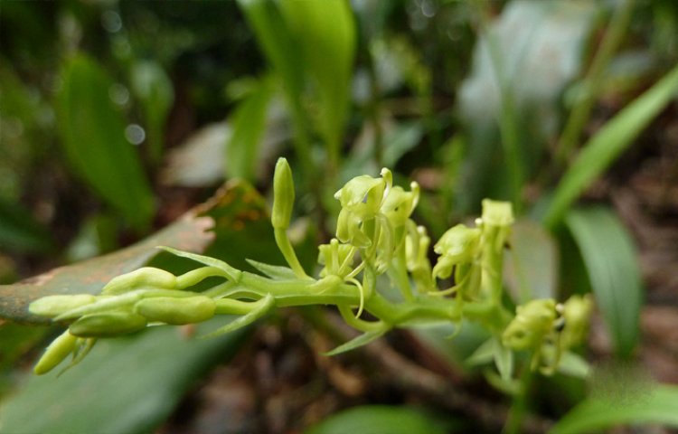 Phát hiện một loài Lan mới thuộc giống Liapris sp ở Khánh hòa