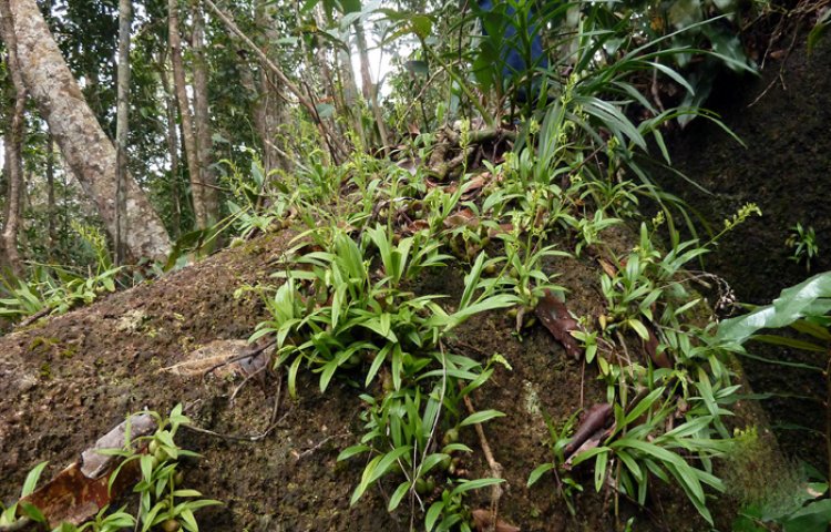 Lan tai dê hòn bà - Liparis honbaensis - Ảnh: Trương Bá Vương