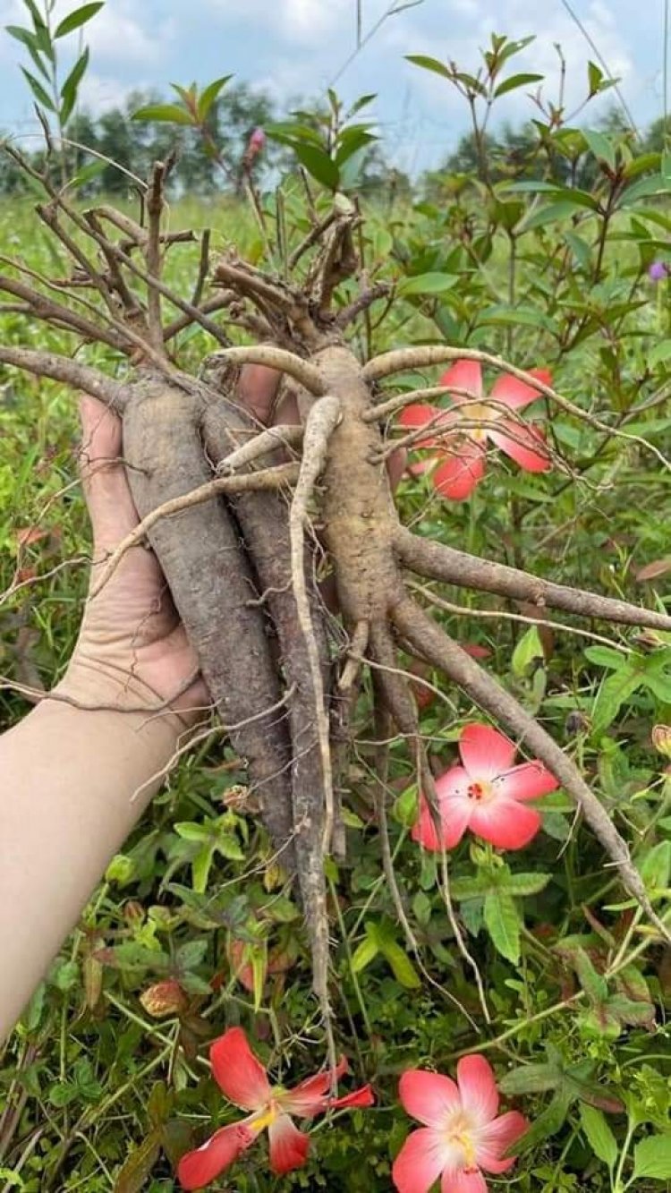 Cây Sâm Bố Chính - Abelmoschus Sagittifolius (Kurz) Merr. (Hibiscus sagittifolius Kurz)