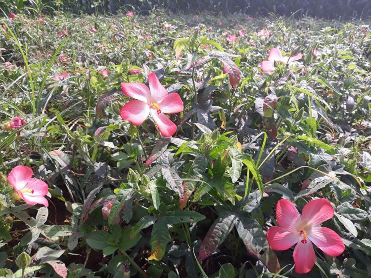 Sâm bố chính, sâm thổ hào, sâm báo, nhân sâm Phú Yên (Hibiscus sagittifolius Kurz (Abelmoschus sagittifolius L. Merr., Hibiscus abelmoschus L.))