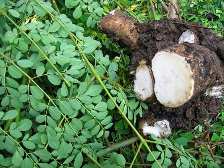 Cây Chùm Ngây - Moringa Oleifera Lam