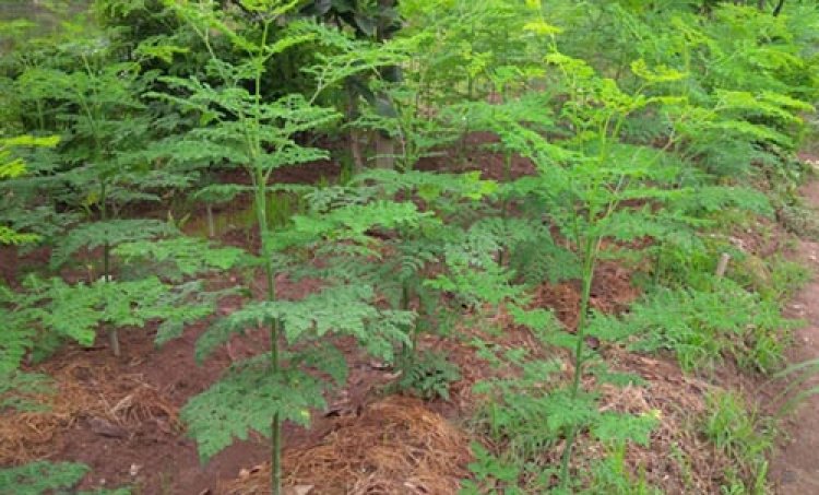 Cây Chùm Ngây - Moringa Oleifera Lam