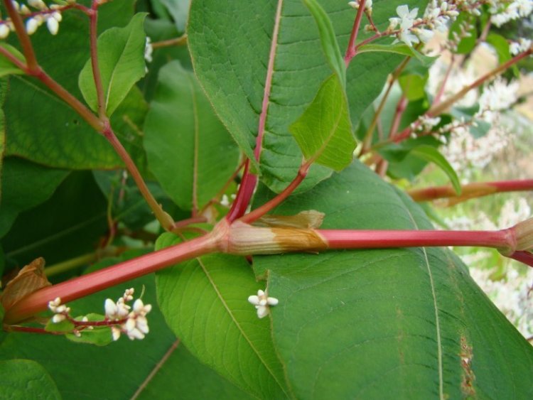 Giới thiệu cây thuốc Hổ trượng căn - Polygonum cuspidatum Sieh. Znce