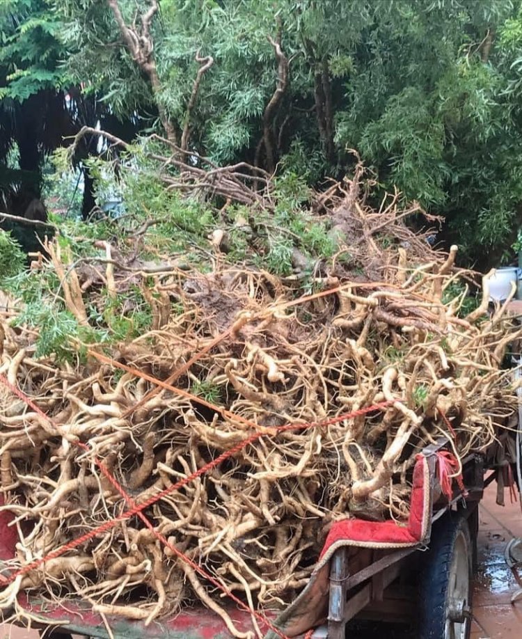 Rễ cây đinh lăng