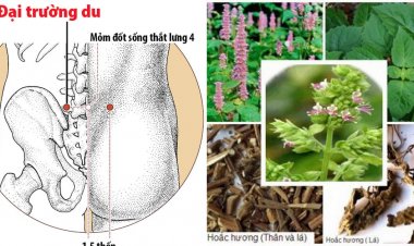 Thuốc Nam trị đau bụng tiêu chảy do hàn thấp