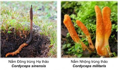 Đông trùng hạ thảo - Dược lý và công dụng y học