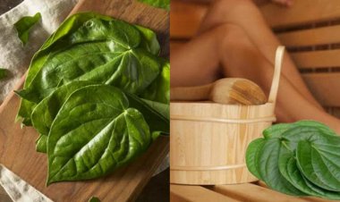 Lá trầu không và công dụng thần kỳ trong điều trị bệnh phụ khoa