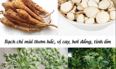 Tác dụng của Bạch chỉ