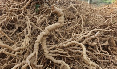 Thu hoạch ba kích tím