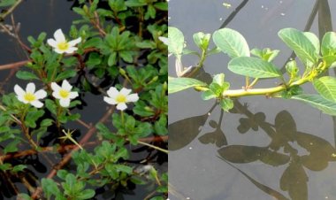 Thứ rau lợn thích ăn không ngờ lại giải độc, giải rượu, trị bệnh rất hiệu quả