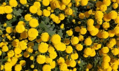 Tác dụng làm đẹp của hoa cúc chi, trà hoa cúc