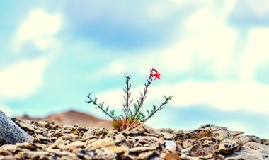 Điều gì tạo nên sức bật tinh thần của một người?