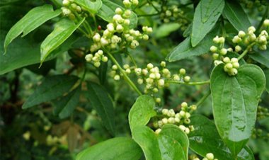 Tỳ giải có tác dụng gì, Bài thuốc chữa bệnh từ tỳ giải