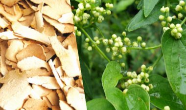 Cây tỳ giải, Bì giải, Củ Kim cang, Bạt kế - Dioscorea tokoro Mahino