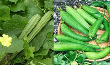 Trị đau lưng hiệu nghiệm từ mướp