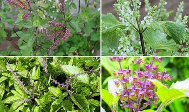 Tác dụng của cây hương nhu giải cảm