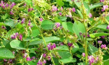 Tác dụng của cây kim tiền thảo trong việc chữa sỏi thận