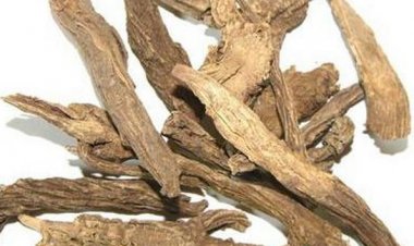 Vị thuốc tục đoạn trrị xương khớp, gãy xương, động thai