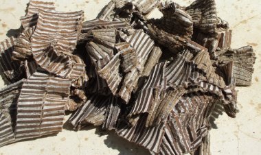 Vị thuốc đỗ trọng: Công dụng và bài thuốc đông y