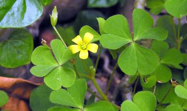 Đậu đen, Đậu đỏ, Khoai từ, Cây rau bợ, Chua me công dụng và cách dùng chữa bệnh