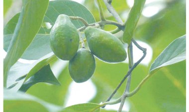 Kha tử: Công dụng và cách dùng