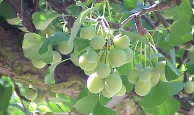 Vị thuốc Bạch quả: Công dụng và tác dụng, cách dùng bạch quả chữa bệnh