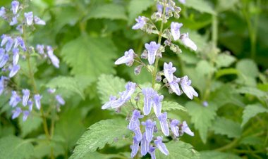 Cây Cỏ Mật Gấu - Isodon Lophanthoides