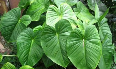 Cây Thiên Niên Kiện - Homalomena occulta (Lour.) Schott